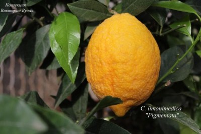 C. limonimedica Pigmentata 7- 